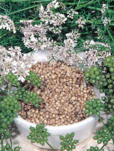 coriander seeds